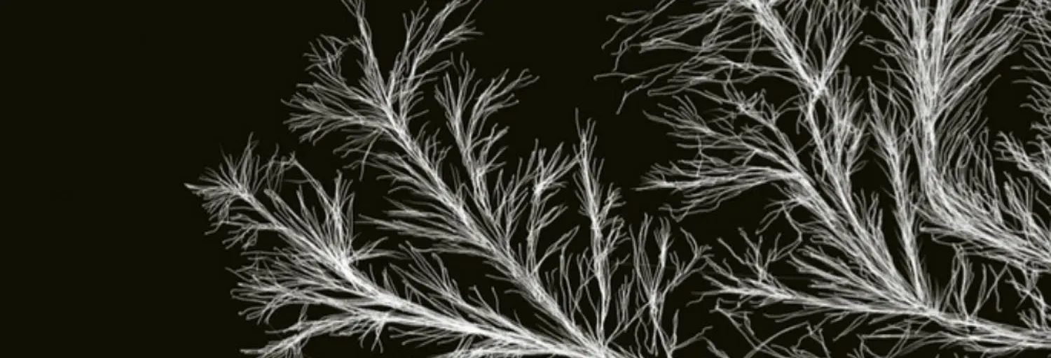 MYCELIUM