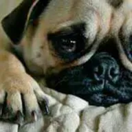 Sonido de perro llorando