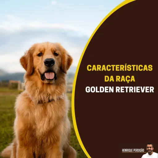 Características da raça Golden Retriever