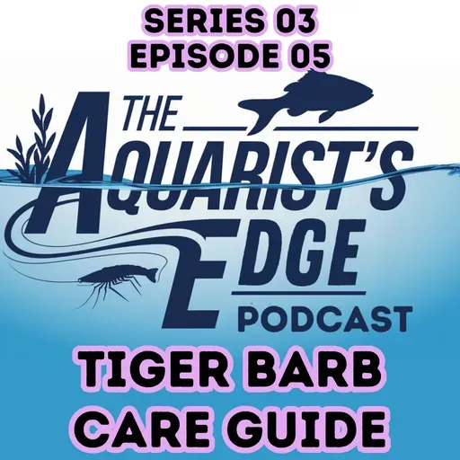 Tiger Barb Care Guide