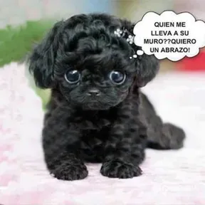 Chichi Paz