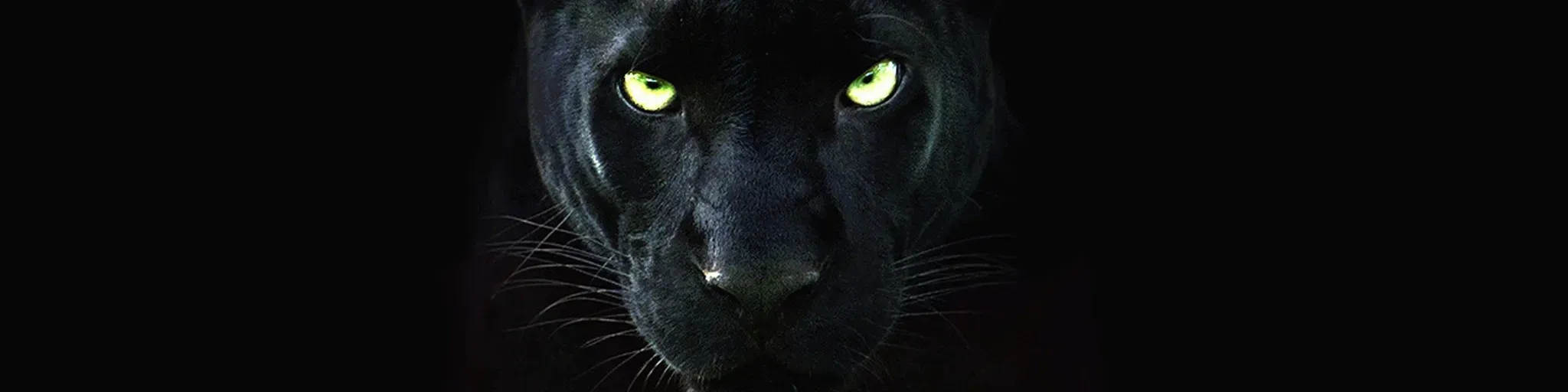 ROCK HEAVY METAL PUBLIC