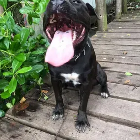 Cabelinho