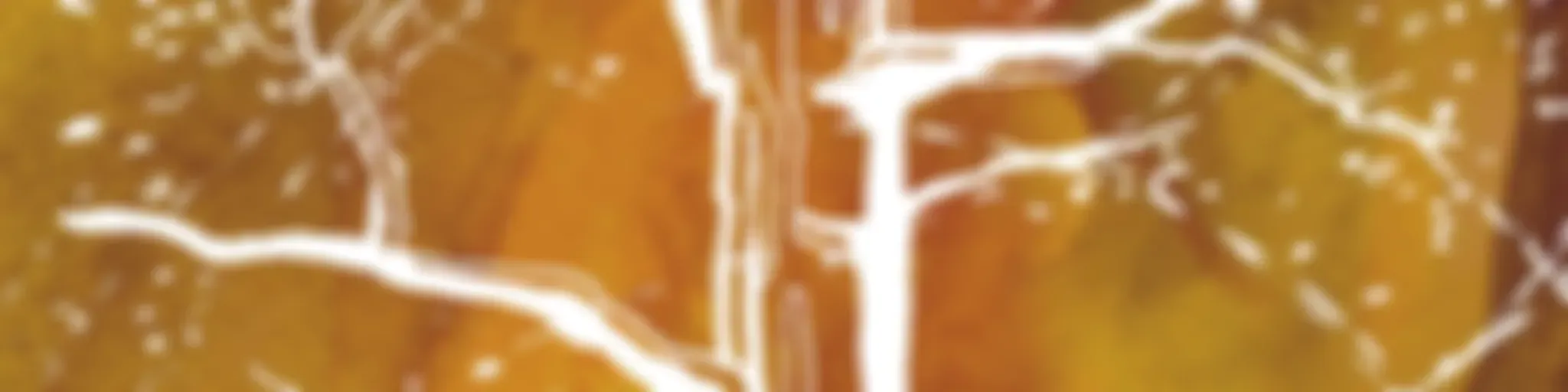 Arboreal Apiculture Salon