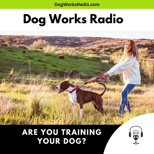 Are You Training Your Dog or Just Managing Chaos? The Truth About Everyday Dog Behavior