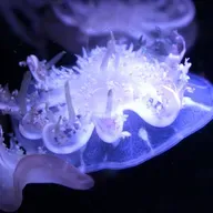 Ældgammel gople uden hjerne kan lære os noget vildt om søvnens evolution