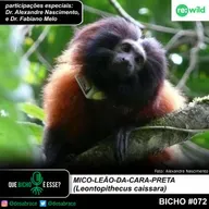 #vAPODN: mico-leão-da-cara-preta (Leontopithecus caissara)