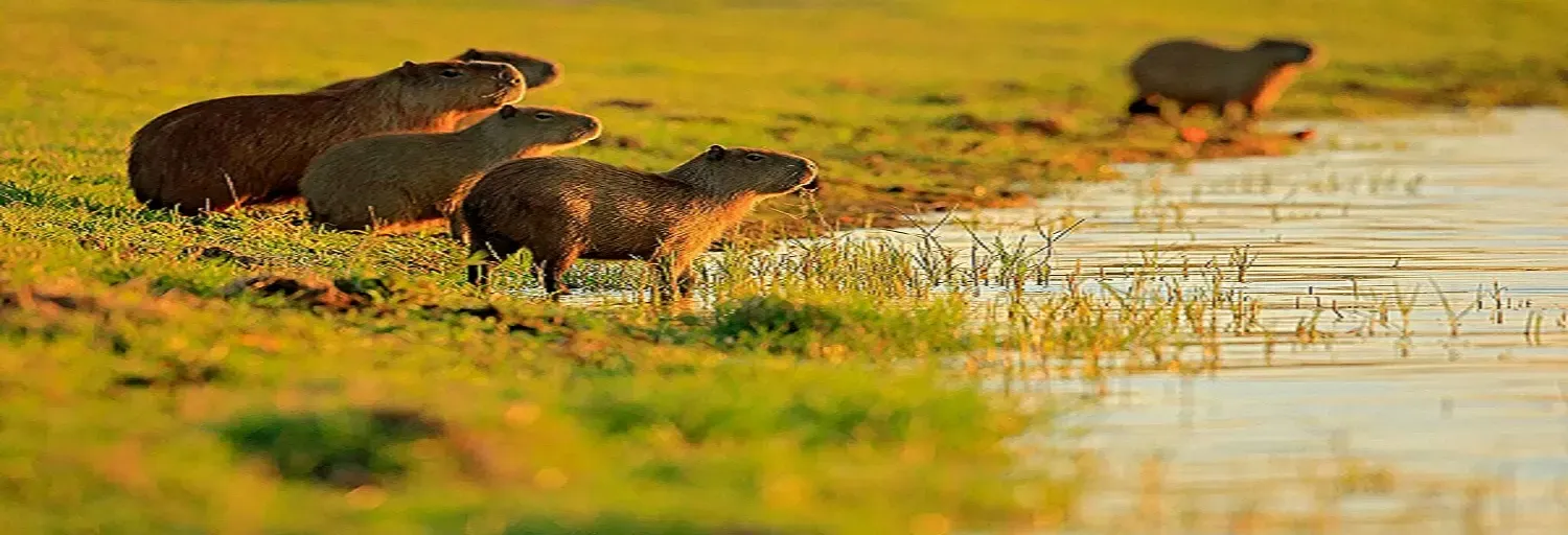 PURO LLANO