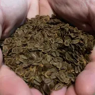 Ep. 552 - Native Plant Seed Supply Chain