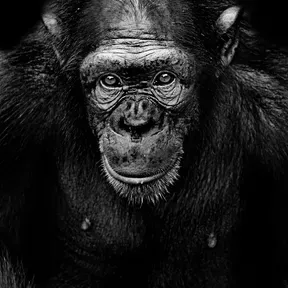 Sounds for Thinking Apes