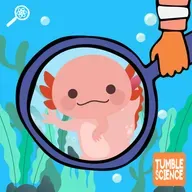 Can Axolotls Teach Us to Grow New Hands?