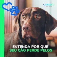 Episódio 81 - Entenda por que seu cão perde pelos!