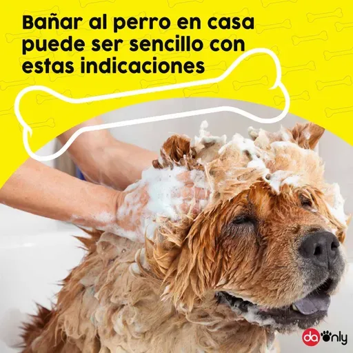 Episodio 120: Bañar al perro en casa puede ser sencillo con estas indicaciones