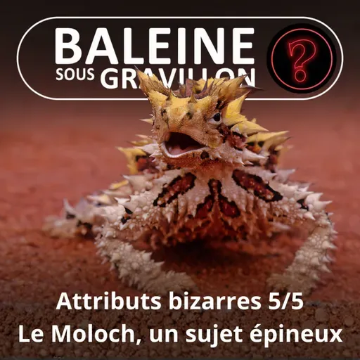 S07E96 Vous avez dit bizarre ? Attributs 5/5 : Le Moloch, un sujet... épineux