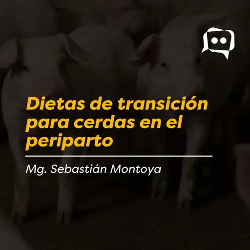 Dietas de transición para cerdas en el periparto