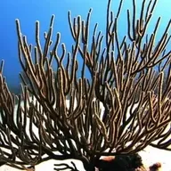 Hekiganoku: Haryo's Sword Against Which A Hair is Blown