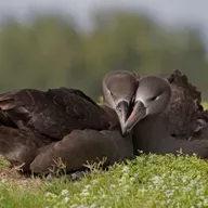 Bruno & La Güera: An Albatross Love Story