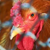 Influenza Aviária - Gripe das Aves