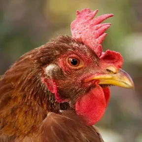 Chicken 95.5 Classic Rock