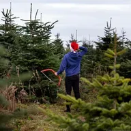 Auf der Suche nach dem perfekten Weihnachtsbaum