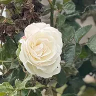 Evangelio del 30 de diciembre