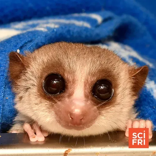 AI Word Choice | When Dwarf Lemurs Hibernate, Their Chromosomes Do Something Odd