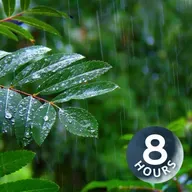 Barulho de chuva na floresta para dormir ou estudar I Ruído branco de tempestade (8 horas)