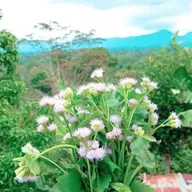 Tahun Baru (Harapan lama)