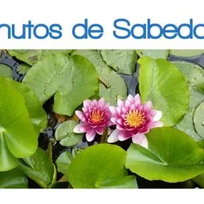 Minutos de Sabedoria