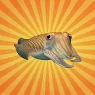 La seiche commune, véritable caméléon des mers !