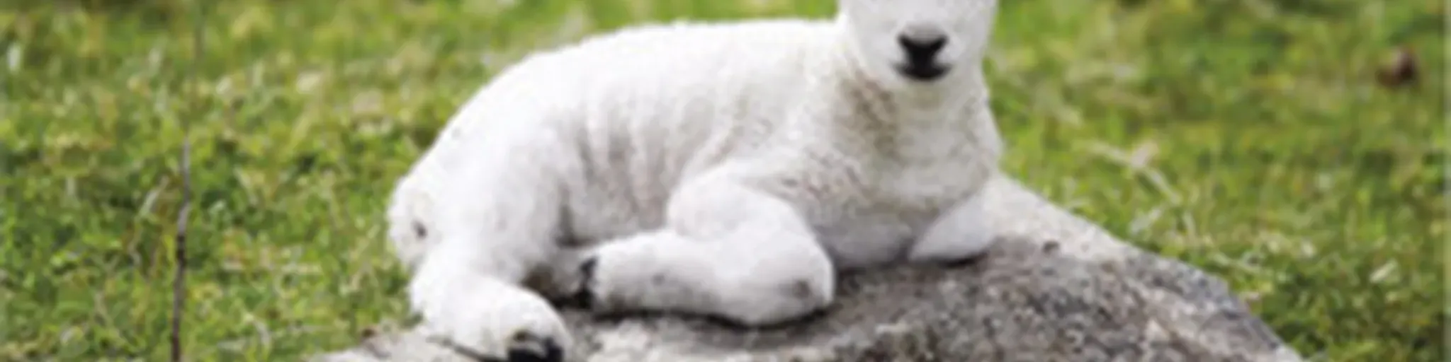 Estereo Cordero de Dios