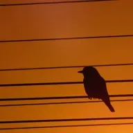 Os sabiás desembestados