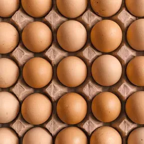 EggEgg