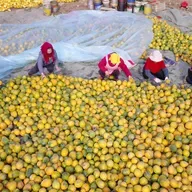 China maps out priorities for rural work in 2026