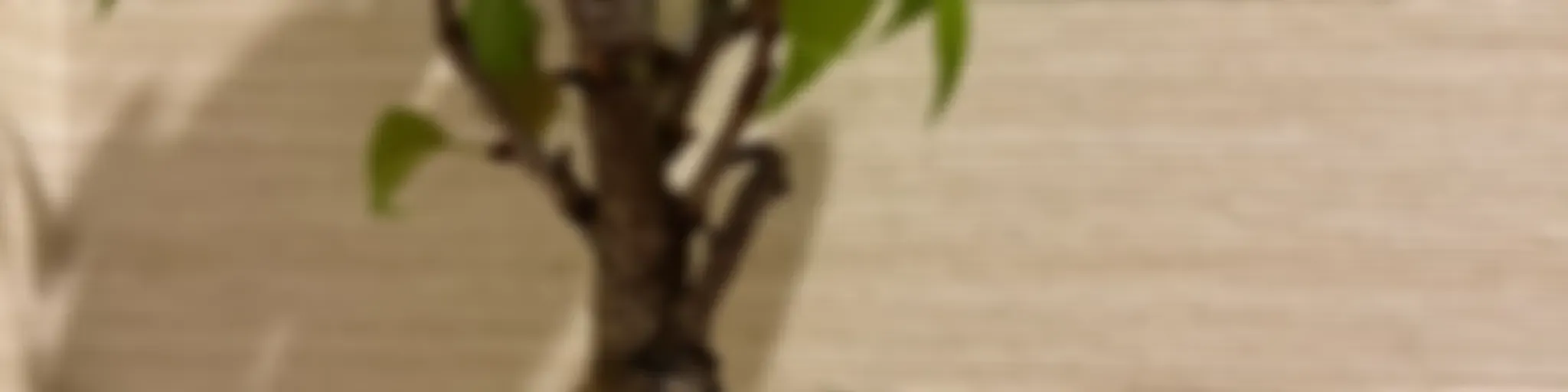 بونسای ژاپنی و مسیرهای سفر
Japanese Bonsai and Travel Routes