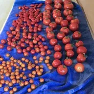 The 2026 Tomato Preview Show!