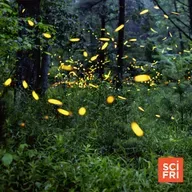 Decoding Fireflies’ Smelly Signals And Blinking Butts