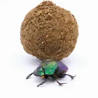Poo Fighters and Nutrient Recyclers: the Incredible Dung Beetle