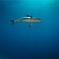 Köpek Balıkları Ters Döndüklerinde Ne Olur?