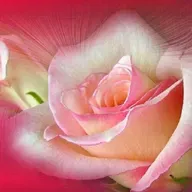 Closing Episode Of Rose Story, Collective