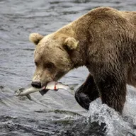 Make Me Smart: Fat Bear Week Edition