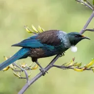 The Tui of New Zealand