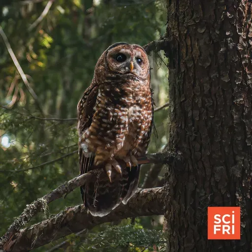 A Startling Plan To Save Spotted Owls—From Barred Owls