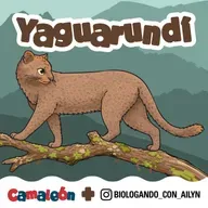Yaguarundí: Rápido, raro y casi invisible