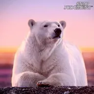 Not So Tiny Dancer - Snap Classic