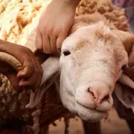 Do Christians Celebrate Eid al-Adha?
