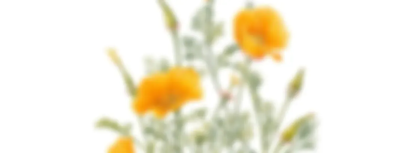 Botanitopya