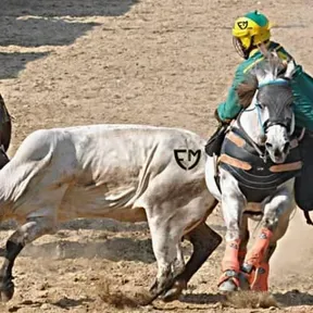 JOROPO CANTO Y COLEO