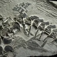 Erstarrte Momente: Tödliche Spuren, Wassergeburt und Dinopipi