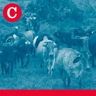 Episodio 759 | Nicaragua admite 13 casos de gusano barrenador, que se extiende en Panamá y Costa Rica